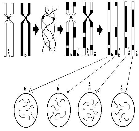 Diagram of recombination prior to gametogenesis